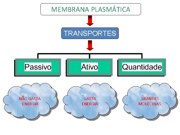 MEMBRANA PLASMÁTICA TRANSPORTES NÃO GASTA ENERGIA GRANDES MOLÉCULAS 