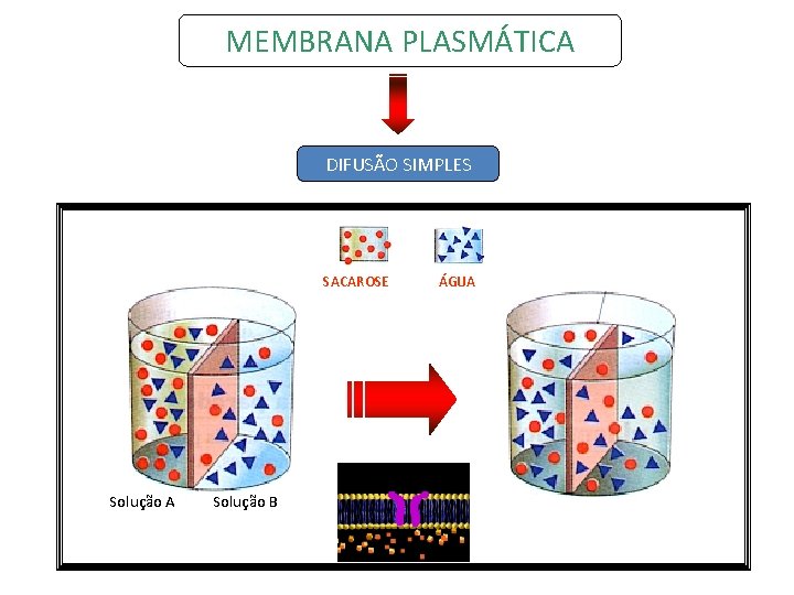 MEMBRANA PLASMÁTICA DIFUSÃO SIMPLES SACAROSE Solução A Solução B ÁGUA 