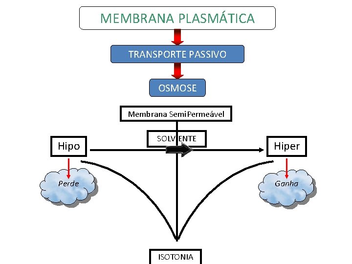 MEMBRANA PLASMÁTICA TRANSPORTE PASSIVO OSMOSE Membrana Semi. Permeável Hipo SOLV ENTE Hiper Ganha Perde