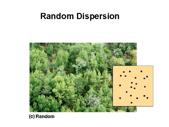 Random Dispersion 