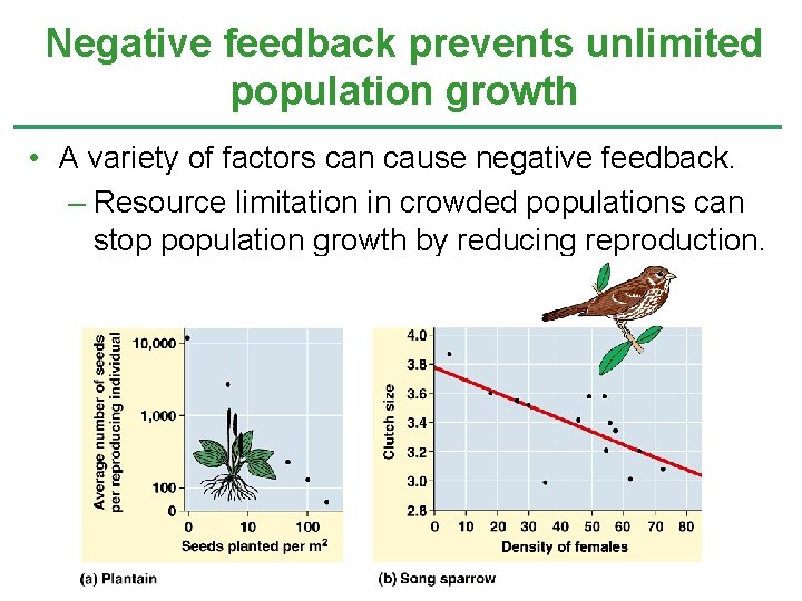 Negative feedback prevents unlimited population growth • A variety of factors can cause negative