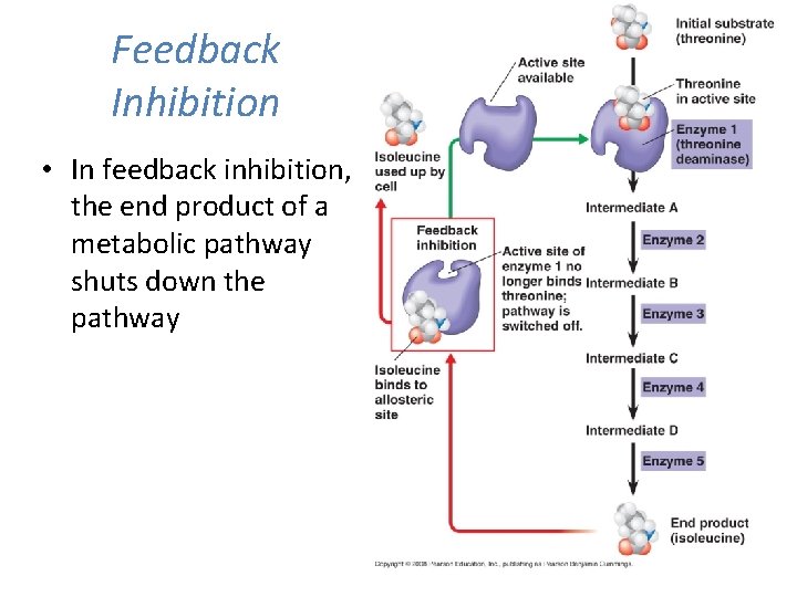 Feedback Inhibition • In feedback inhibition, the end product of a metabolic pathway shuts
