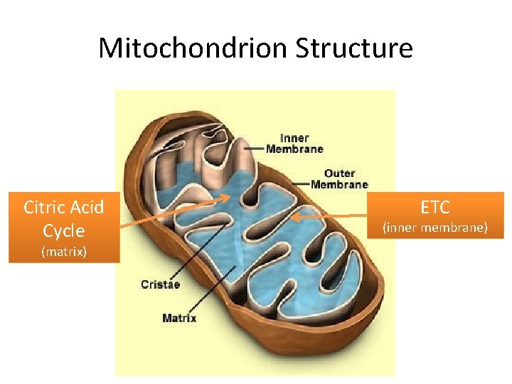 Mitochondrion Structure Citric Acid Cycle (matrix) ETC (inner membrane) 