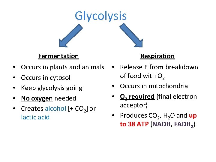 Without O 2 Glycolysis Fermentation • • • Occurs in plants and animals Occurs