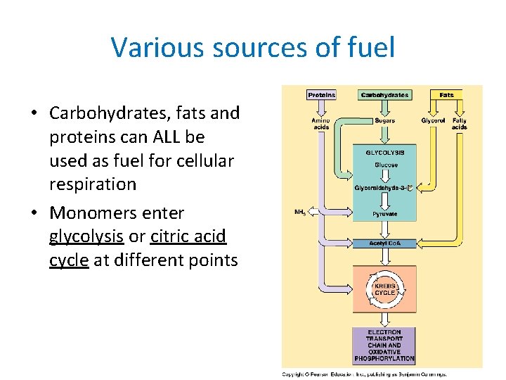 Various sources of fuel • Carbohydrates, fats and proteins can ALL be used as