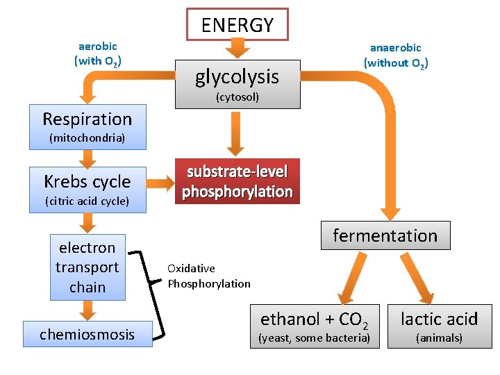 ENERGY aerobic (with O 2) glycolysis anaerobic (without O 2) (cytosol) Respiration (mitochondria) Krebs