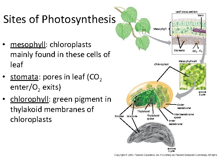 Leaf cross section Sites of Photosynthesis Vein Mesophyll • mesophyll: chloroplasts mainly found in