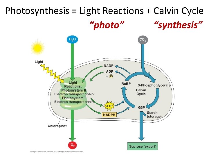 Photosynthesis = Light Reactions + Calvin Cycle “photo” “synthesis” 