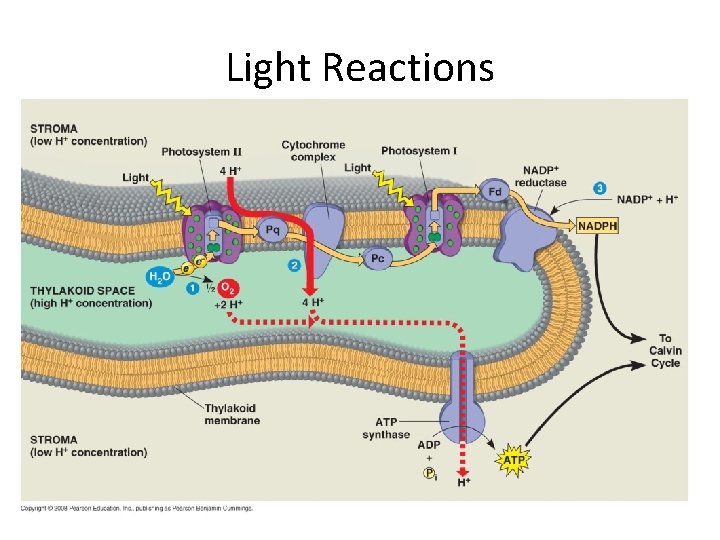 Light Reactions 