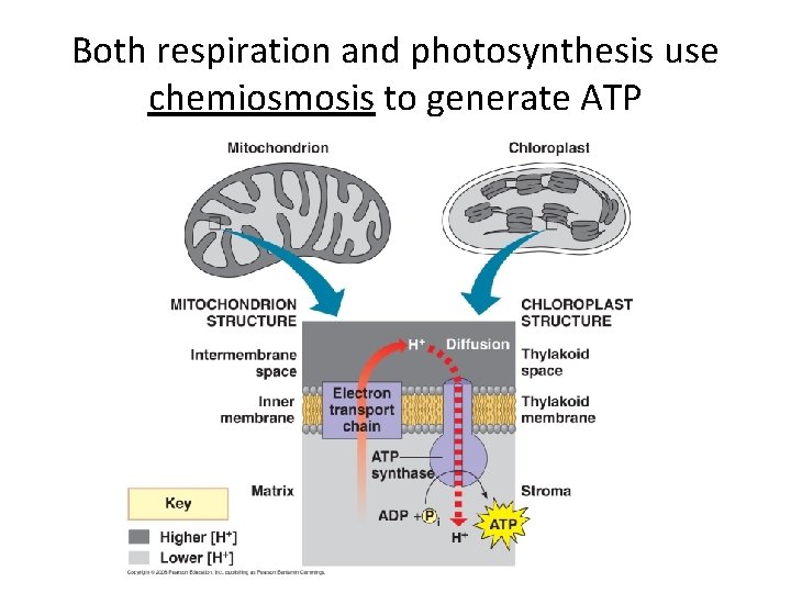 Both respiration and photosynthesis use chemiosmosis to generate ATP 
