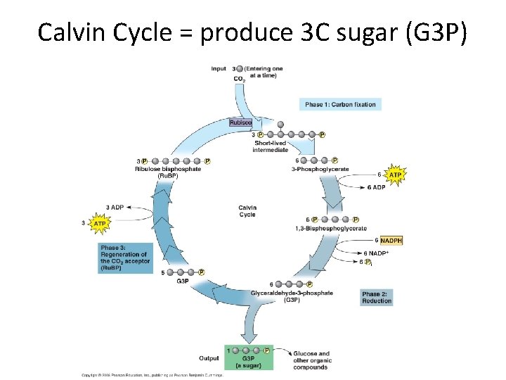 Calvin Cycle = produce 3 C sugar (G 3 P) 