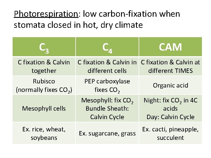 Photorespiration: low carbon-fixation when stomata closed in hot, dry climate C 3 C 4