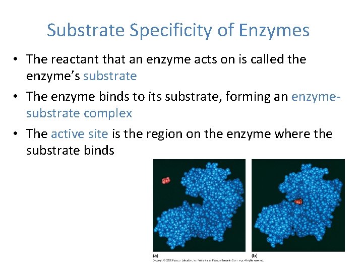 Substrate Specificity of Enzymes • The reactant that an enzyme acts on is called