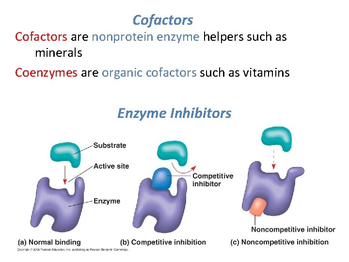 Cofactors are nonprotein enzyme helpers such as minerals Coenzymes are organic cofactors such as