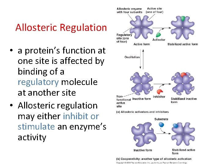 Allosteric Regulation • a protein’s function at one site is affected by binding of