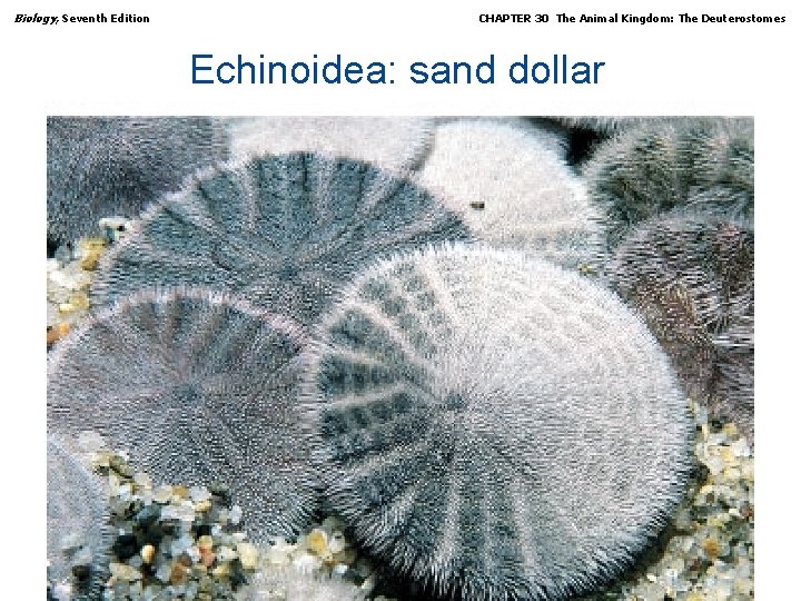 Biology, Seventh Edition CHAPTER 30 The Animal Kingdom: The Deuterostomes Echinoidea: sand dollar Copyright