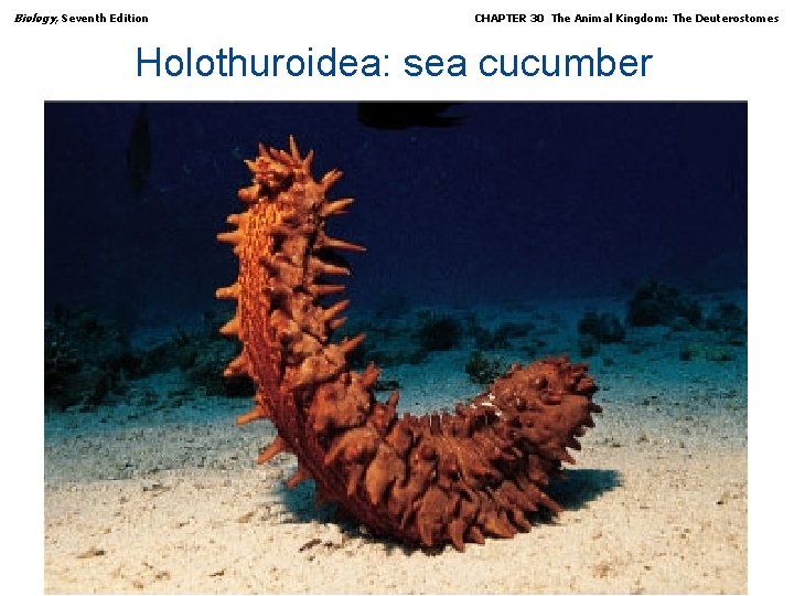 Biology, Seventh Edition CHAPTER 30 The Animal Kingdom: The Deuterostomes Holothuroidea: sea cucumber Copyright