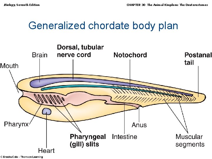 Biology, Seventh Edition CHAPTER 30 The Animal Kingdom: The Deuterostomes Generalized chordate body plan