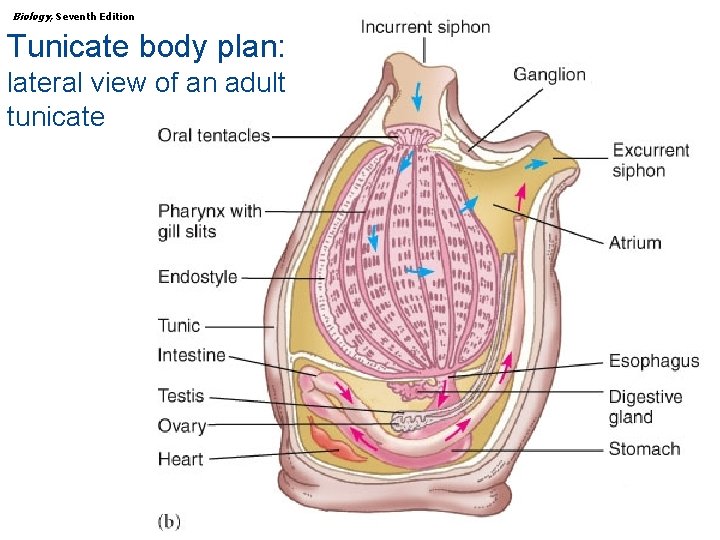 Biology, Seventh Edition CHAPTER 30 The Animal Kingdom: The Deuterostomes Tunicate body plan: lateral