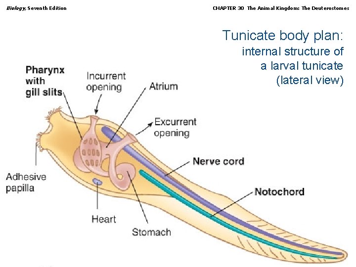 Biology, Seventh Edition CHAPTER 30 The Animal Kingdom: The Deuterostomes Tunicate body plan: internal