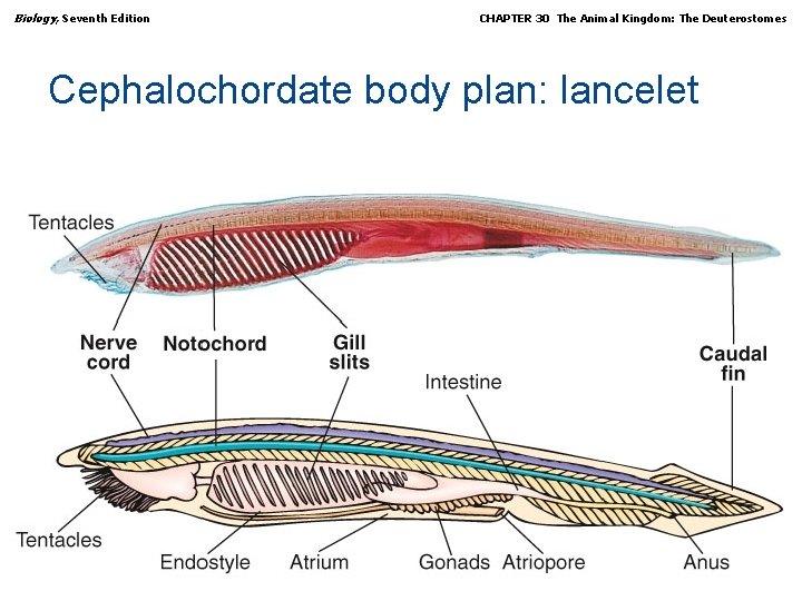 Biology, Seventh Edition CHAPTER 30 The Animal Kingdom: The Deuterostomes Cephalochordate body plan: lancelet