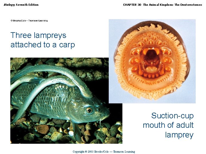 Biology, Seventh Edition CHAPTER 30 The Animal Kingdom: The Deuterostomes Three lampreys attached to