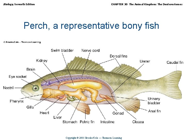 Biology, Seventh Edition CHAPTER 30 The Animal Kingdom: The Deuterostomes Perch, a representative bony