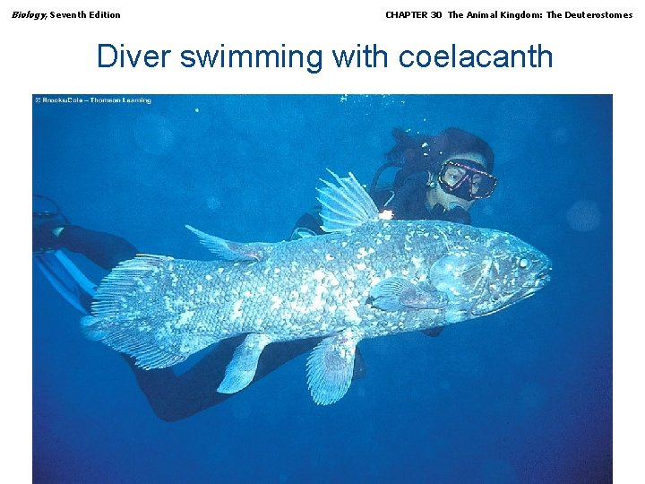 Biology, Seventh Edition CHAPTER 30 The Animal Kingdom: The Deuterostomes Diver swimming with coelacanth