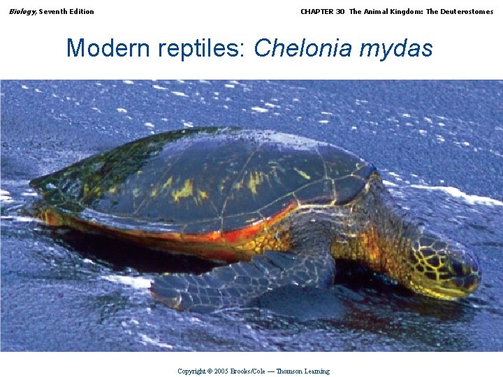 Biology, Seventh Edition CHAPTER 30 The Animal Kingdom: The Deuterostomes Modern reptiles: Chelonia mydas