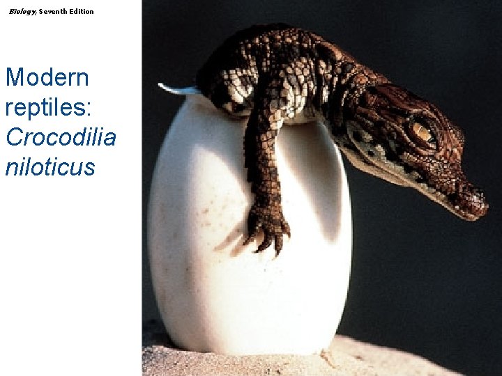 Biology, Seventh Edition CHAPTER 30 The Animal Kingdom: The Deuterostomes Modern reptiles: Crocodilia niloticus