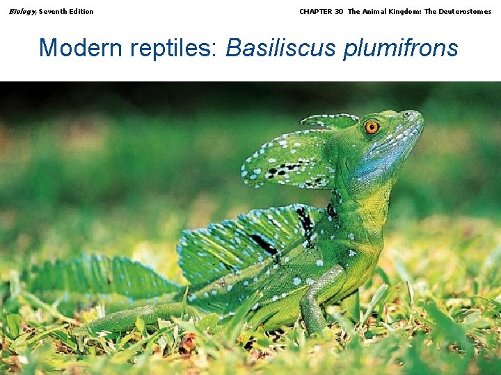 Biology, Seventh Edition CHAPTER 30 The Animal Kingdom: The Deuterostomes Modern reptiles: Basiliscus plumifrons