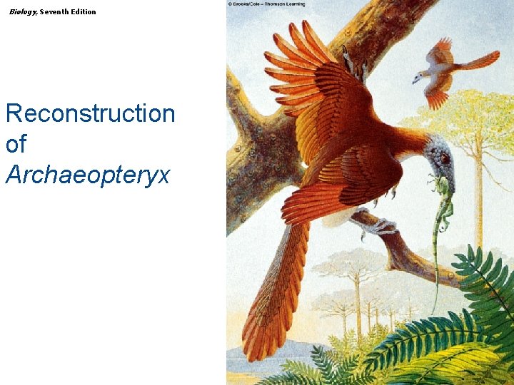Biology, Seventh Edition CHAPTER 30 The Animal Kingdom: The Deuterostomes Reconstruction of Archaeopteryx Copyright