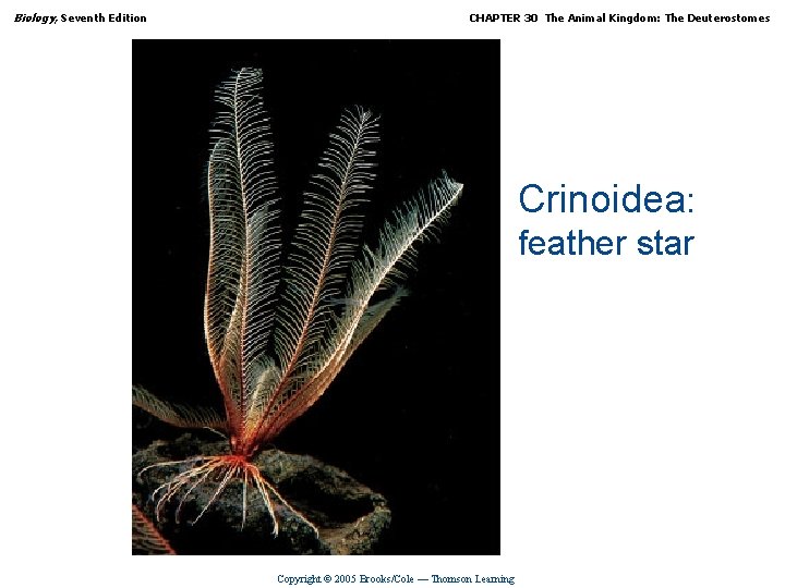Biology, Seventh Edition CHAPTER 30 The Animal Kingdom: The Deuterostomes Crinoidea: feather star Copyright