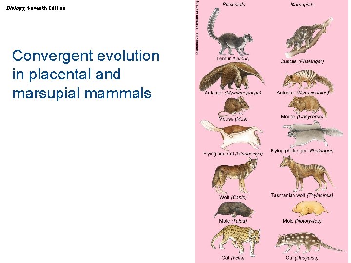 Biology, Seventh Edition CHAPTER 30 The Animal Kingdom: The Deuterostomes Convergent evolution in placental