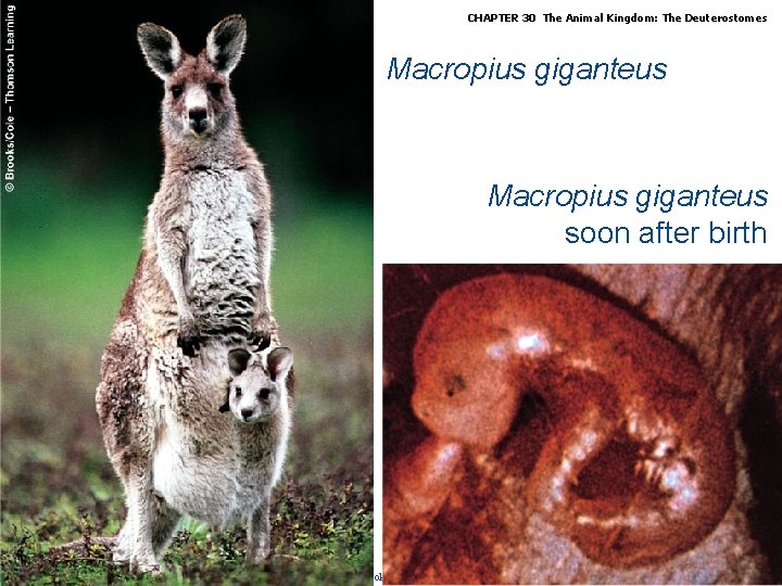 Biology, Seventh Edition CHAPTER 30 The Animal Kingdom: The Deuterostomes Macropius giganteus soon after