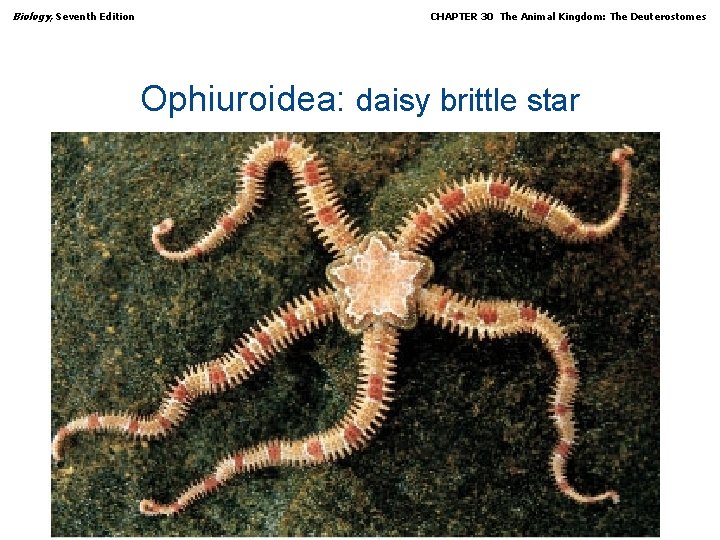 Biology, Seventh Edition CHAPTER 30 The Animal Kingdom: The Deuterostomes Ophiuroidea: daisy brittle star