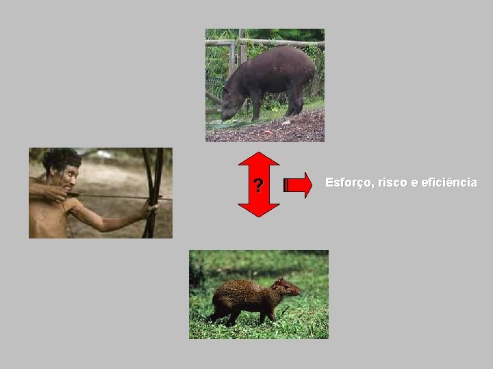 ? Esforço, risco e eficiência 