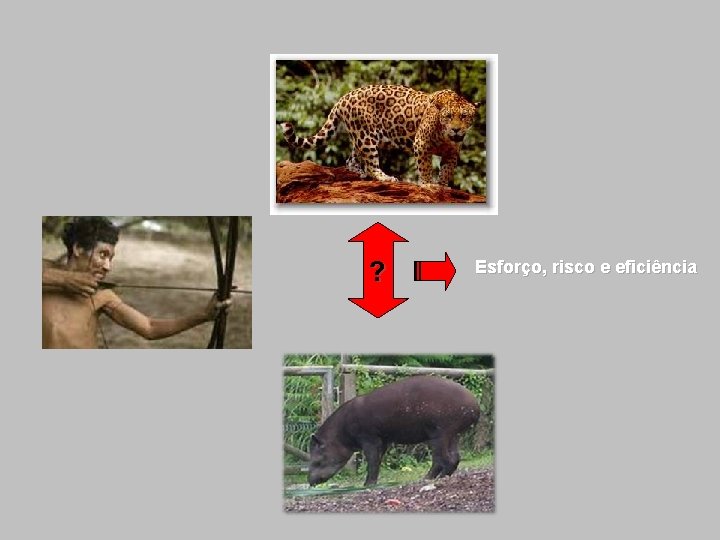 ? Esforço, risco e eficiência 