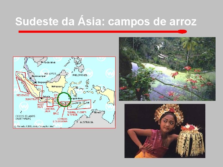 Sudeste da Ásia: campos de arroz 