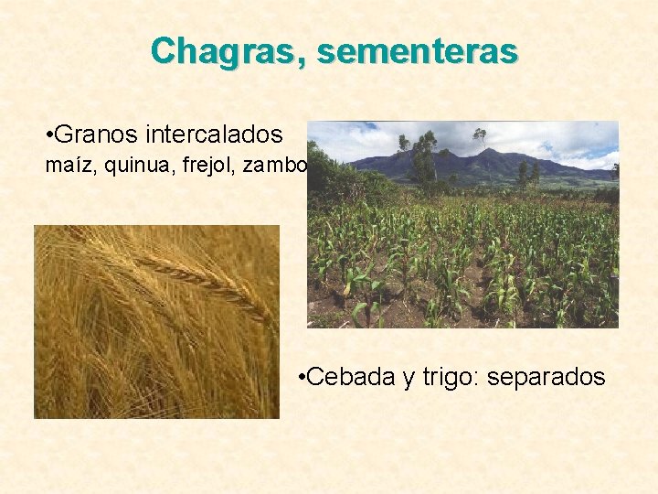Chagras, sementeras • Granos intercalados maíz, quinua, frejol, zambo • Cebada y trigo: separados