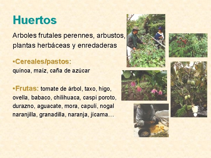 Huertos Arboles frutales perennes, arbustos, plantas herbáceas y enredaderas • Cereales/pastos: quínoa, maíz, caña