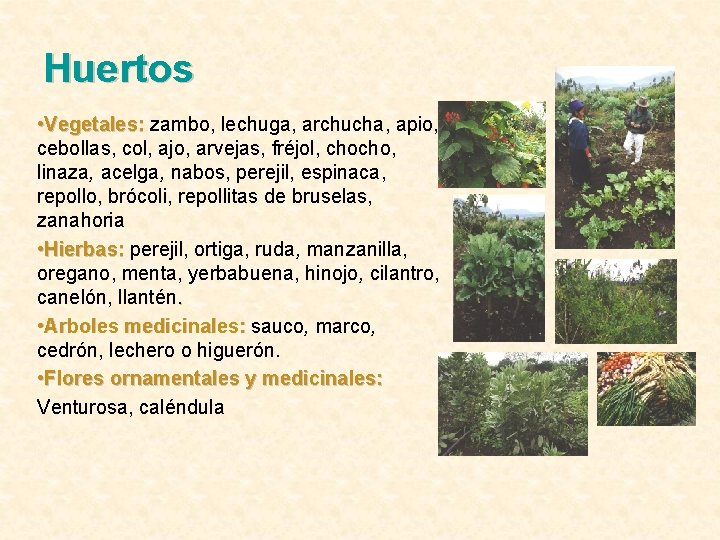 Huertos • Vegetales: zambo, lechuga, archucha, apio, cebollas, col, ajo, arvejas, fréjol, chocho, linaza,