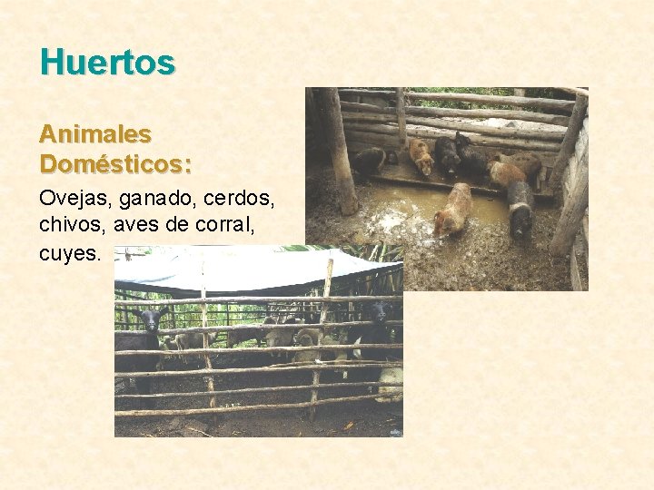 Huertos Animales Domésticos: Ovejas, ganado, cerdos, chivos, aves de corral, cuyes. 