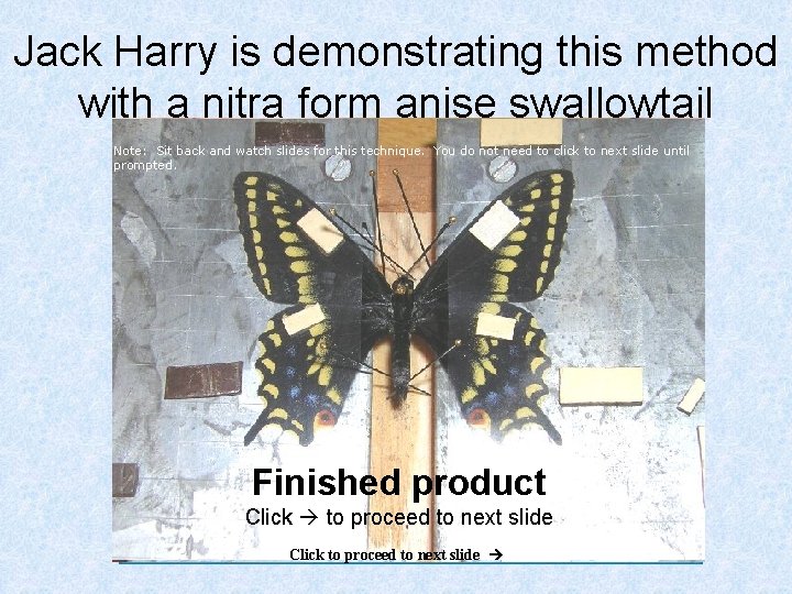 Jack Harry is demonstrating this method with a nitra form anise swallowtail Note: Sit