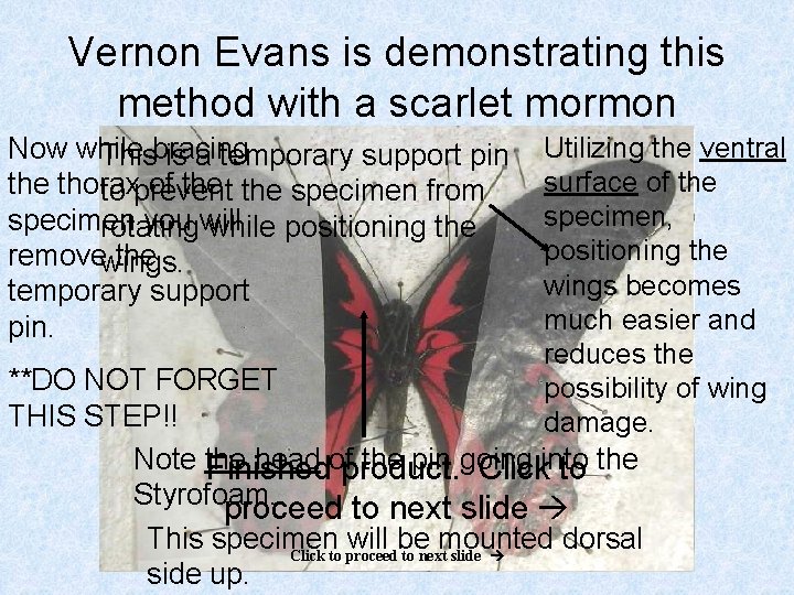 Vernon Evans is demonstrating this method with a scarlet mormon Utilizing the ventral surface