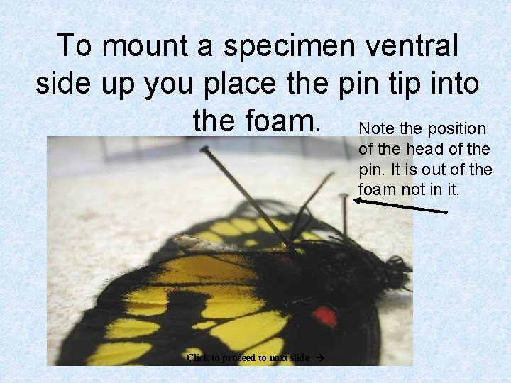 To mount a specimen ventral side up you place the pin tip into the