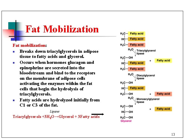 LIPID METABOLISM Why Fatty Acids For energy storage