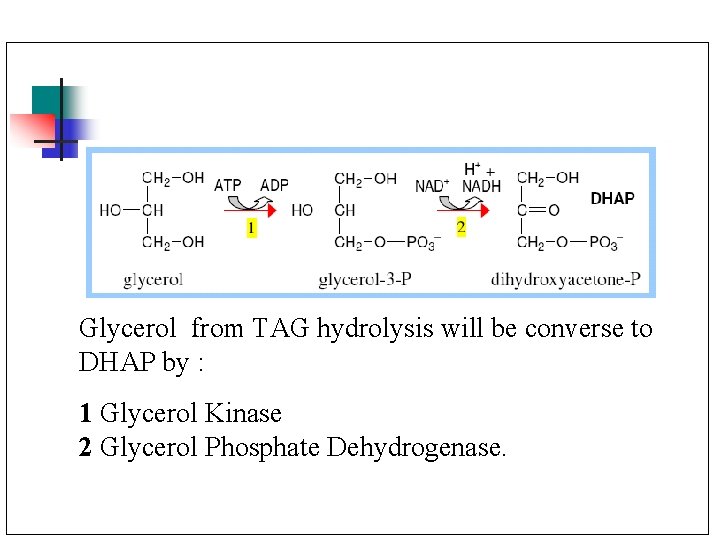 Glycerol from TAG hydrolysis will be converse to DHAP by : 1 Glycerol Kinase