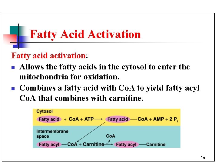 Fatty Acid Activation Fatty acid activation: n Allows the fatty acids in the cytosol