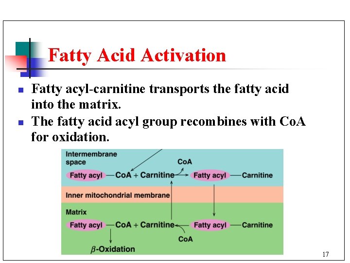 Fatty Acid Activation n n Fatty acyl-carnitine transports the fatty acid into the matrix.